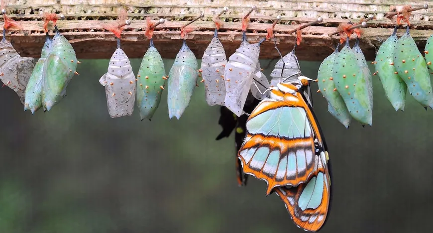 Опціонна стратегія butterfly робить ставку на $95,000 за $BTC